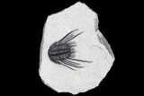 Spiny Leonaspsis Trilobite With Free-Standing Genals #114576-1